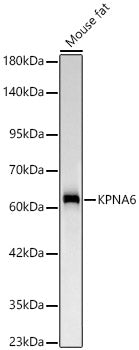 KPNA6 Rabbit mAb