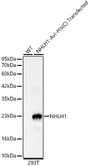 NHLH1 Rabbit mAb