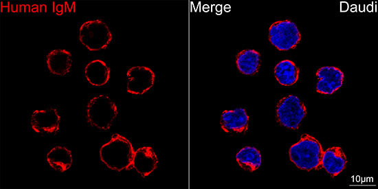 Human IgM Rabbit mAb