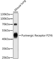 Purinergic Receptor P2Y6 Rabbit pAb