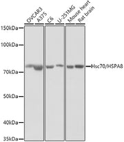 Hsc70/HSPA8 Rabbit pAb