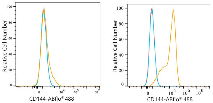 ABflo® 488 Rabbit anti-Mouse CD144/VE-Cadherin mAb