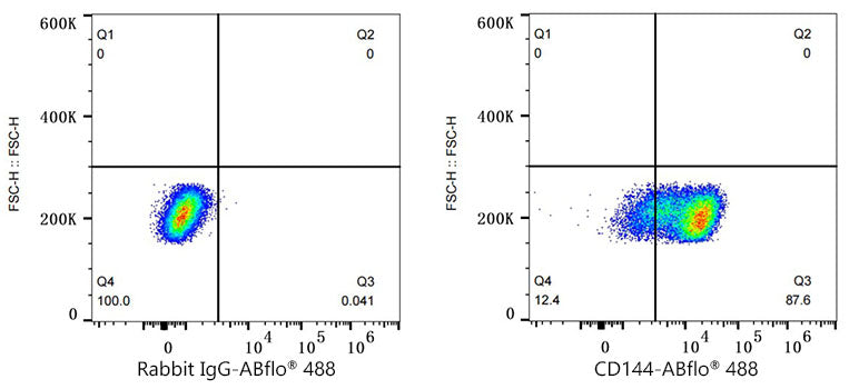 ABflo® 488 Rabbit anti-Mouse CD144/VE-Cadherin mAb