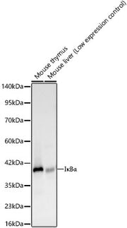IκBα Rabbit mAb
