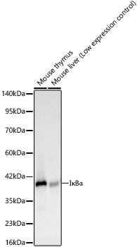 IκBα Rabbit mAb