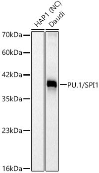 PU.1/SPI1 Rabbit mAb