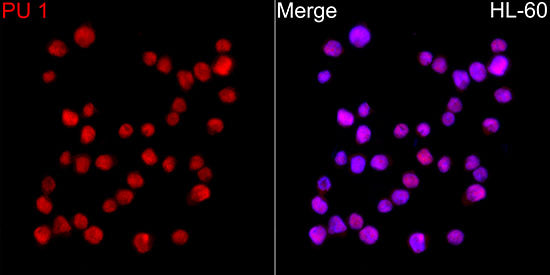 PU.1/SPI1 Rabbit mAb