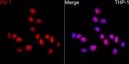 PU.1/SPI1 Rabbit mAb