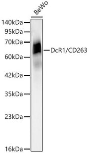 DcR1/CD263 Rabbit mAb
