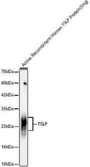TSLP Rabbit mAb