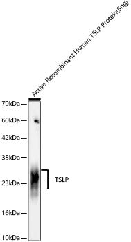 TSLP Rabbit mAb