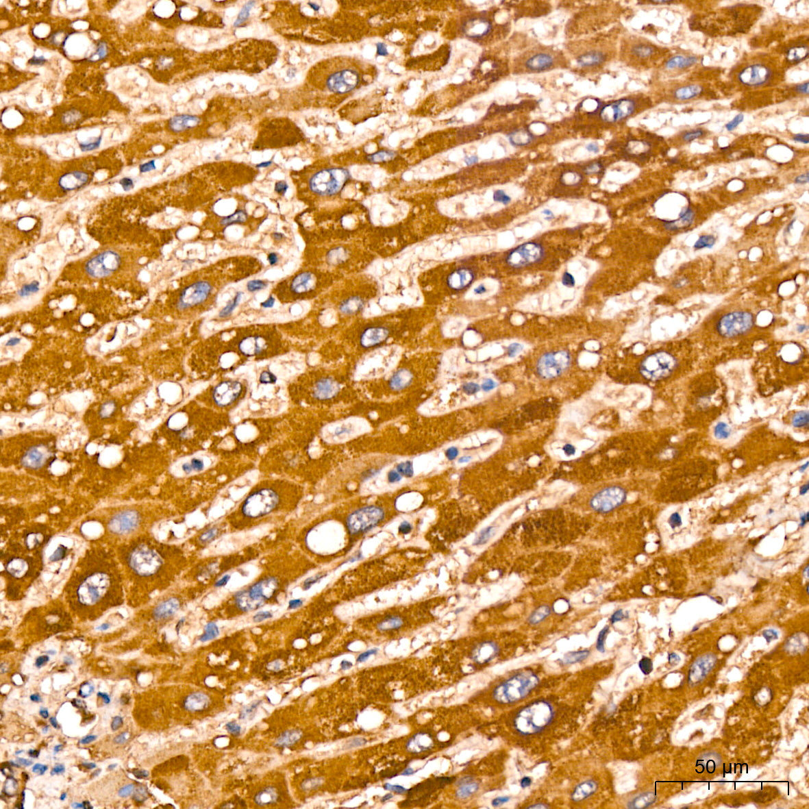 TSLP Rabbit mAb