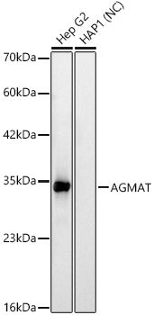 AGMAT Rabbit mAb