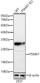 [KD Validated] PSMA7 Rabbit mAb