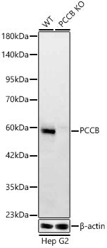 [KO Validated] PCCB Rabbit mAb
