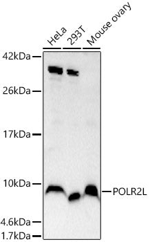 POLR2L Rabbit pAb