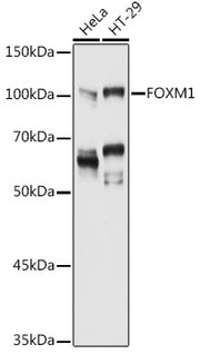FOXM1 Rabbit pAb