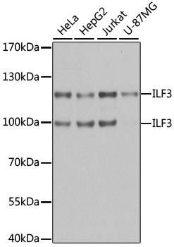 ILF3 Rabbit pAb