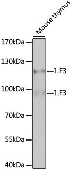ILF3 Rabbit pAb