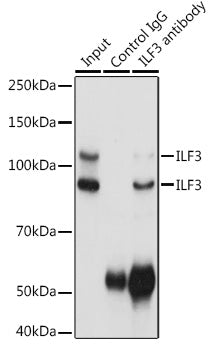 ILF3 Rabbit pAb