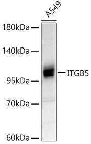 ITGB5 Rabbit pAb