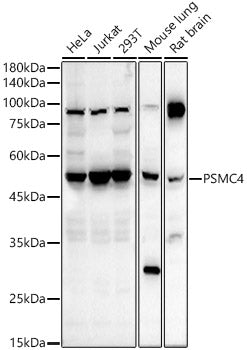 PSMC4 Rabbit pAb