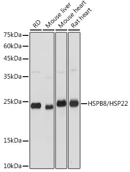 HSPB8/HSP22 Rabbit pAb
