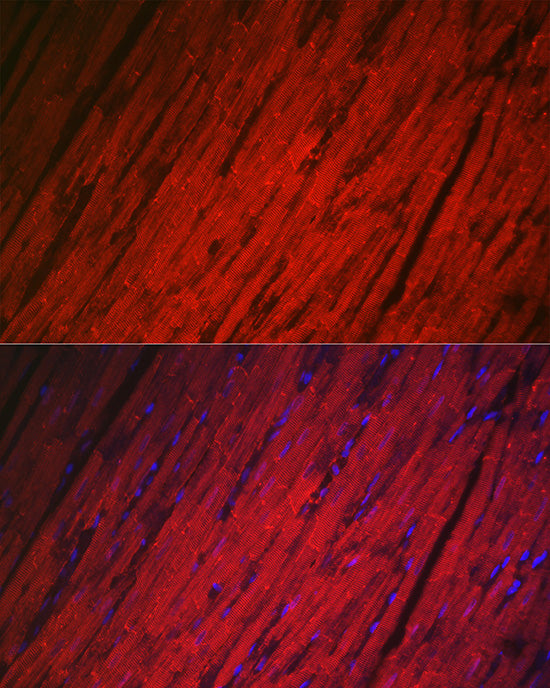 HSPB8/HSP22 Rabbit pAb