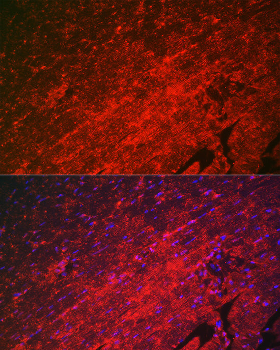 HSPB8/HSP22 Rabbit pAb