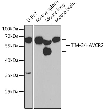 TIM-3/HAVCR2 Rabbit pAb