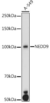 NEDD9 Rabbit pAb