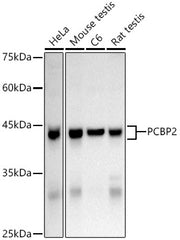 hnRNP E2/PCBP2 Rabbit pAb