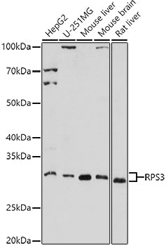 RPS3 Rabbit pAb