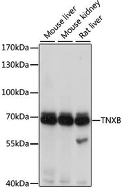 TNXB Rabbit pAb