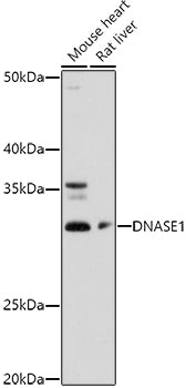 DNASE1 Rabbit pAb