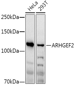 ARHGEF2 Rabbit pAb
