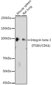 Integrin beta 3 (ITGB3/CD61) Rabbit pAb