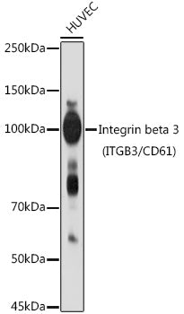 Integrin beta 3 (ITGB3/CD61) Rabbit pAb