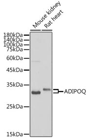 Adiponectin Rabbit pAb