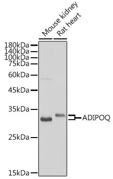 Adiponectin Rabbit pAb