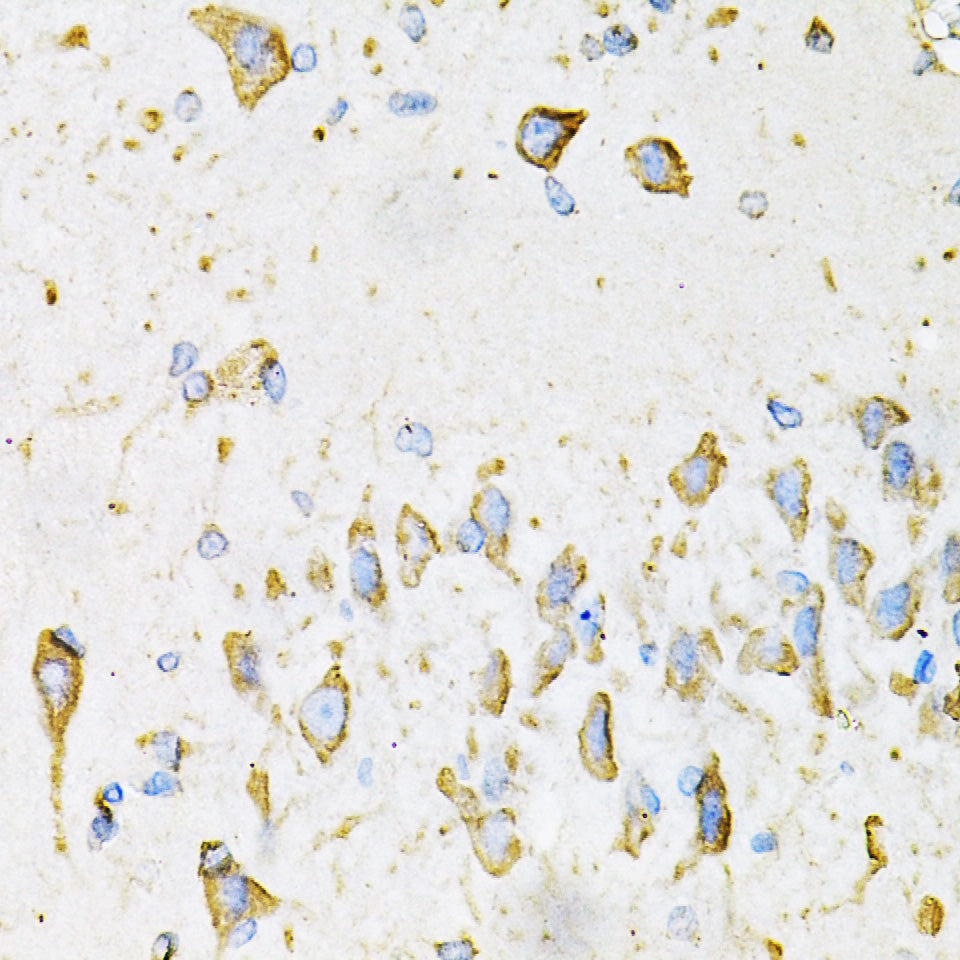 Adiponectin Rabbit pAb