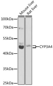 CYP3A4 Rabbit pAb