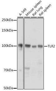 TLR2 Rabbit pAb