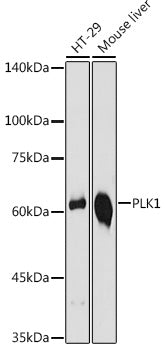 PLK1 Rabbit pAb