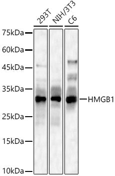 [KO Validated] HMGB1 Rabbit pAb