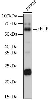 cFLIP Rabbit pAb