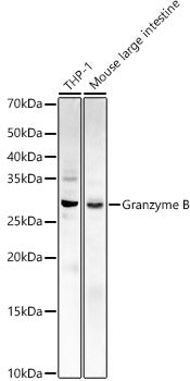 Granzyme B Rabbit pAb