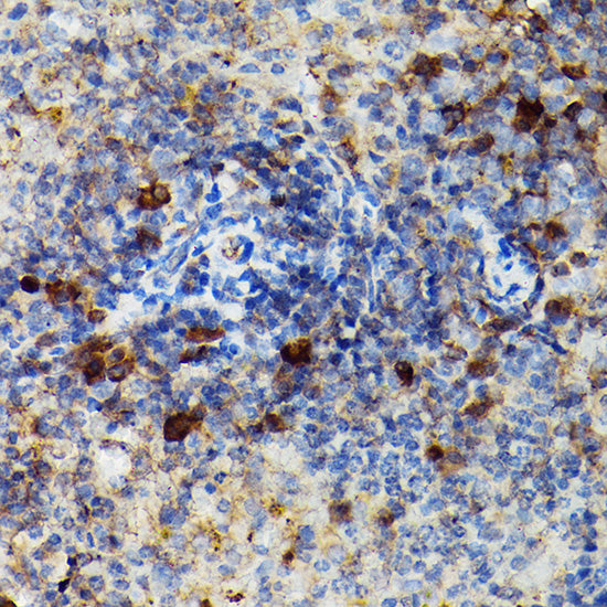 Granzyme B Rabbit pAb