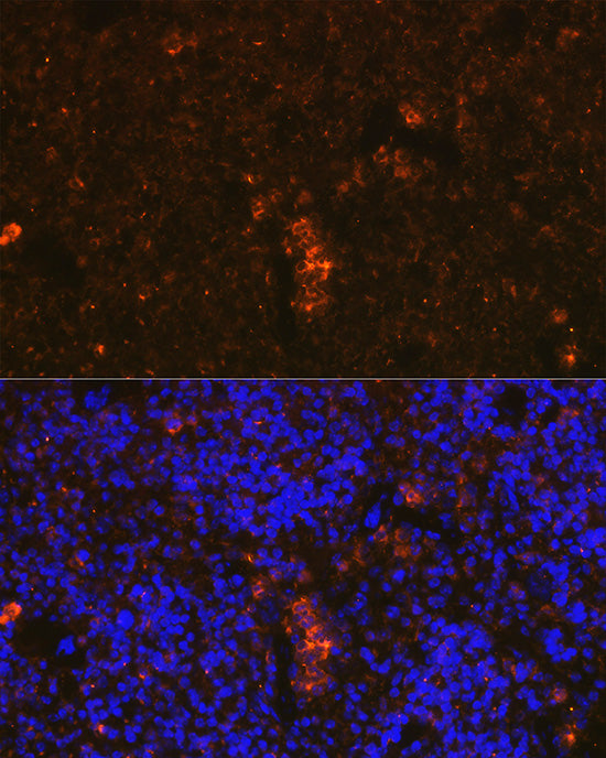 Granzyme B Rabbit pAb