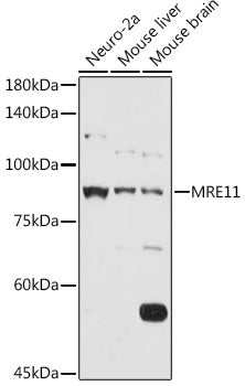 MRE11 Rabbit pAb